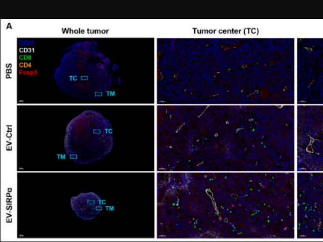 十大滚球体育app