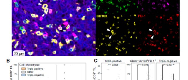 十大滚球体育app