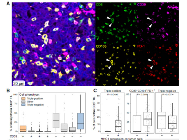 十大滚球体育app