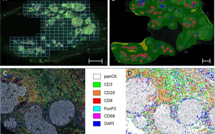 十大滚球体育app