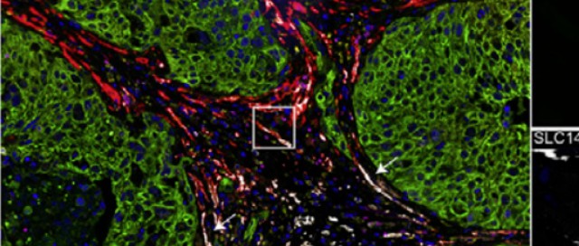 十大滚球体育app