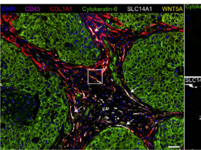 十大滚球体育app
