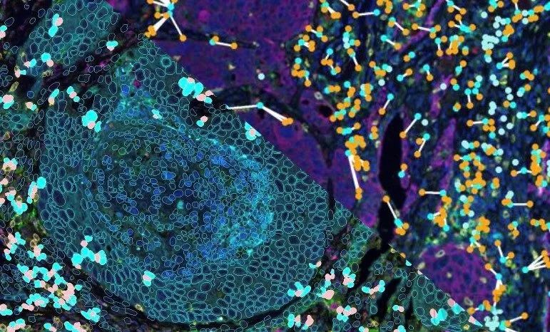 十大滚球体育app