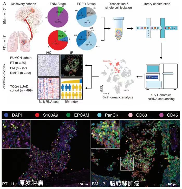 十大滚球体育app
