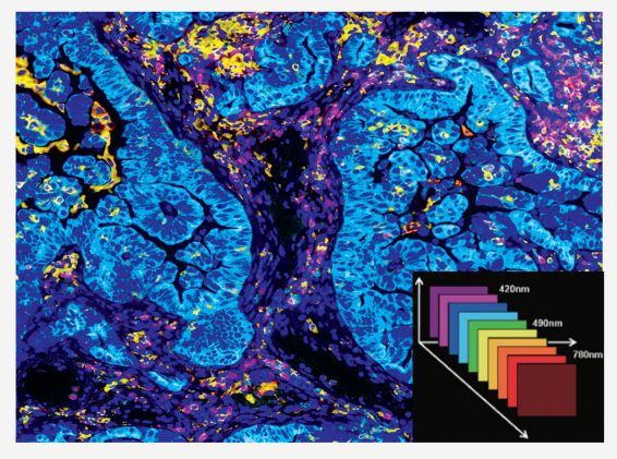 十大滚球体育app